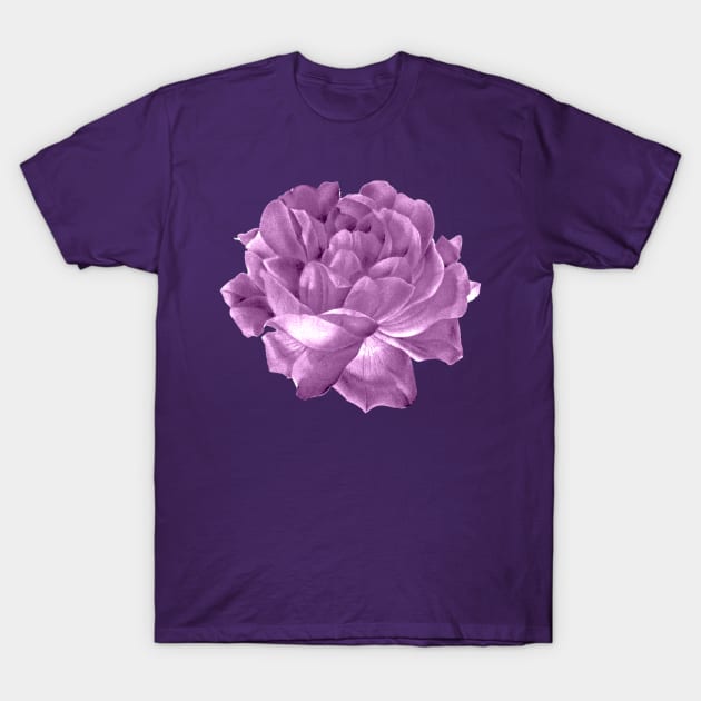 Roses Art T-Shirt by Design Anbay